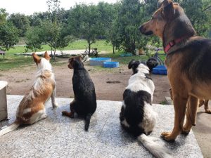 Bichiños - Hotel Canino