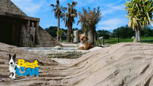 Hotel canino Bestcan