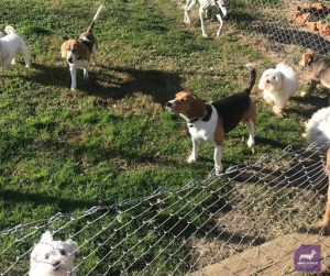 Hotel canino Mascout