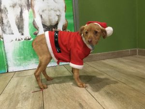 O Camiño Residencia De Mascotas