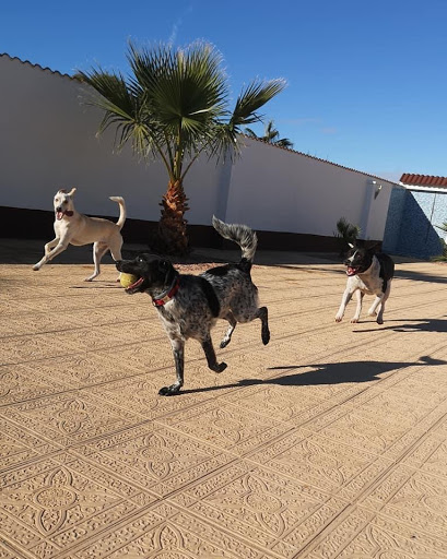 Paws & Claws - Pet Hotel and Daycare