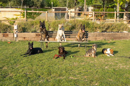 Residencia Canina Alicante Can-cun