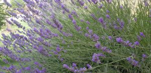 Residencia Canina Carpe Diem