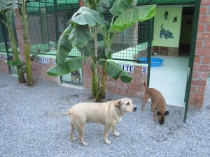 Residencia Canina Elvira Libert-Mimos