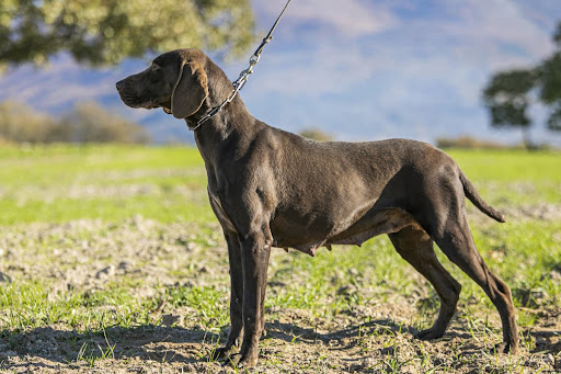 Residencia Canina Los Tres Lugares
