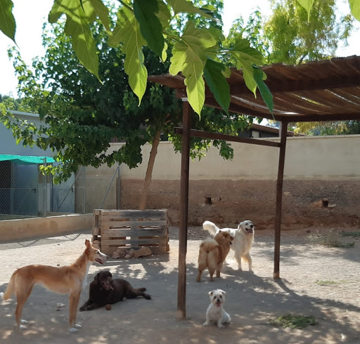 Residencia Canina Sagunto