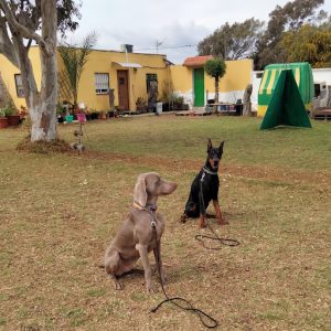 Residencia Canina y Felina y Escuela de adiestramiento LAS PALOMAS