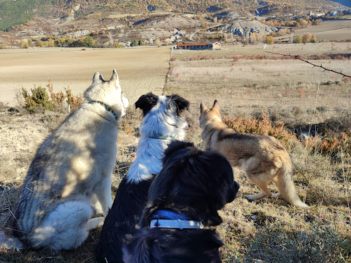 Residencia canina LunaMon