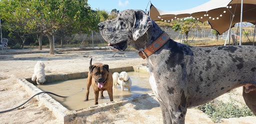 VIP Dog Hotel